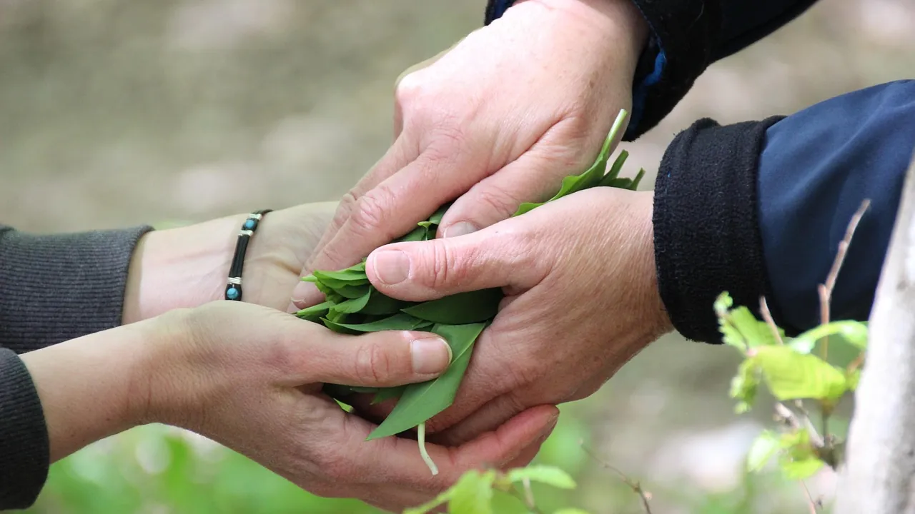 Mains se transmettant une poignée de feuilles vertes